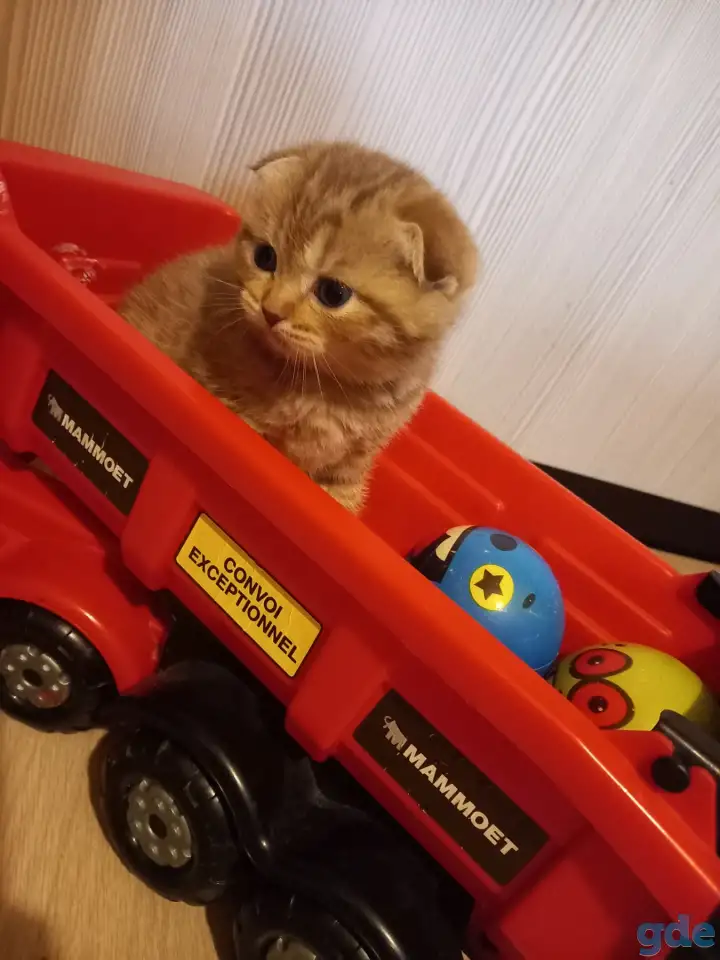 Шотландские котята, фотография 5