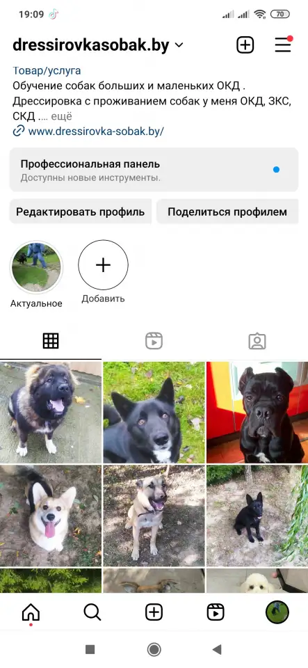 Дрессировка собак больших и маленьких., фотография 1