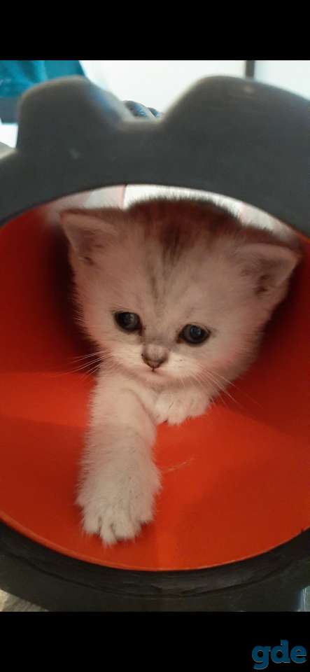 Котята, фотография 8