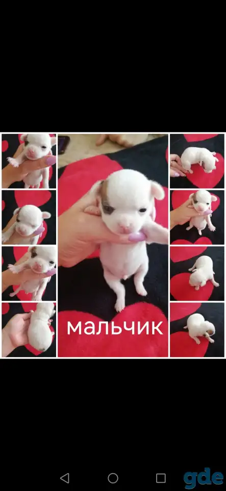 Щенки чихуахуа, фотография 7