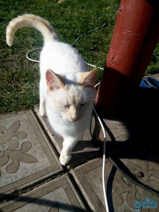 Дачные котята, фотография 2