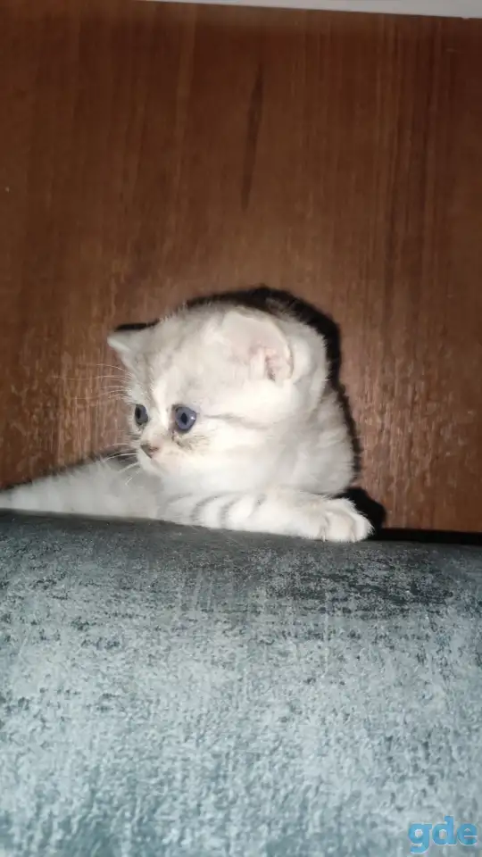 Шотландские чистокровные котята, фотография 5