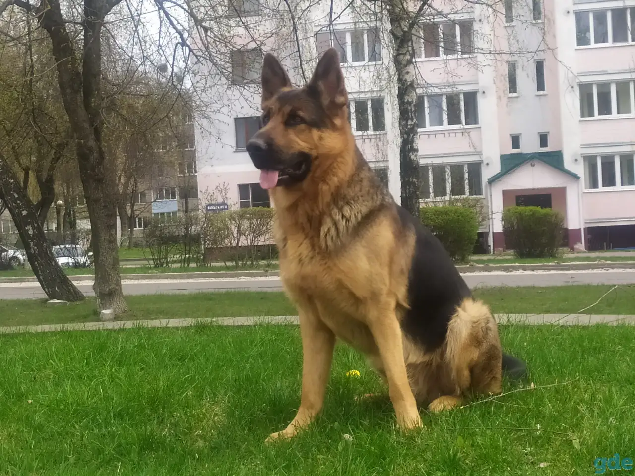 Вязка, фотография 1
