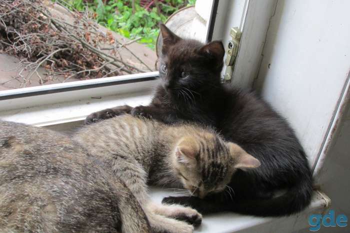 котята подарю, фотография 3