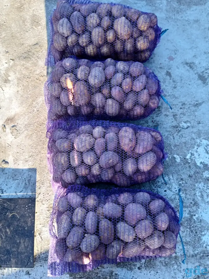 Продам картофель, фотография 1
