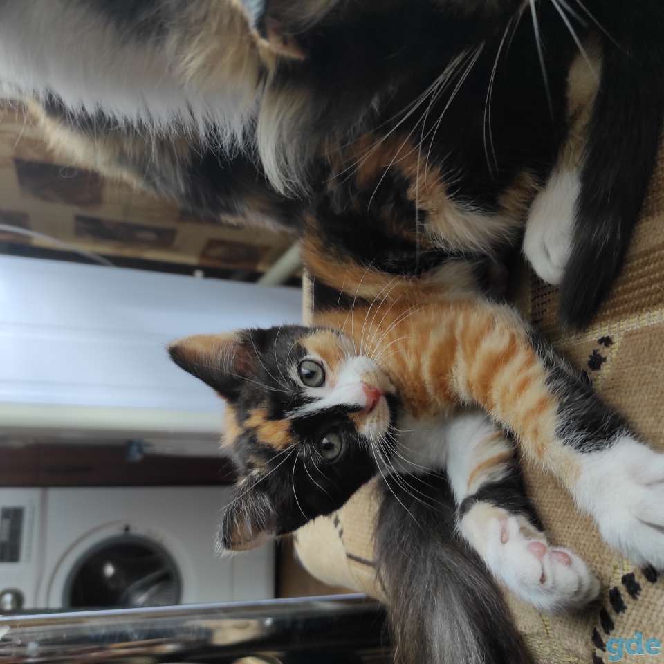 Котенок в дар, фотография 1