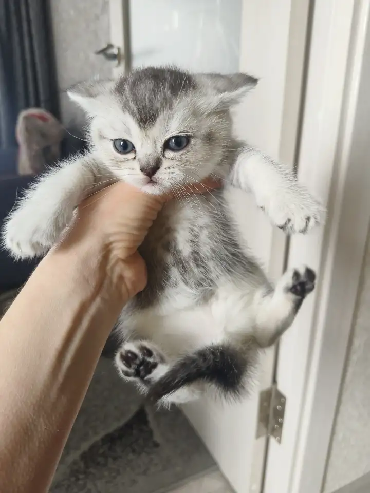 Шотландские котята, фотография 4
