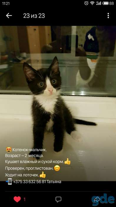 Чудесный котёнок, фотография 2