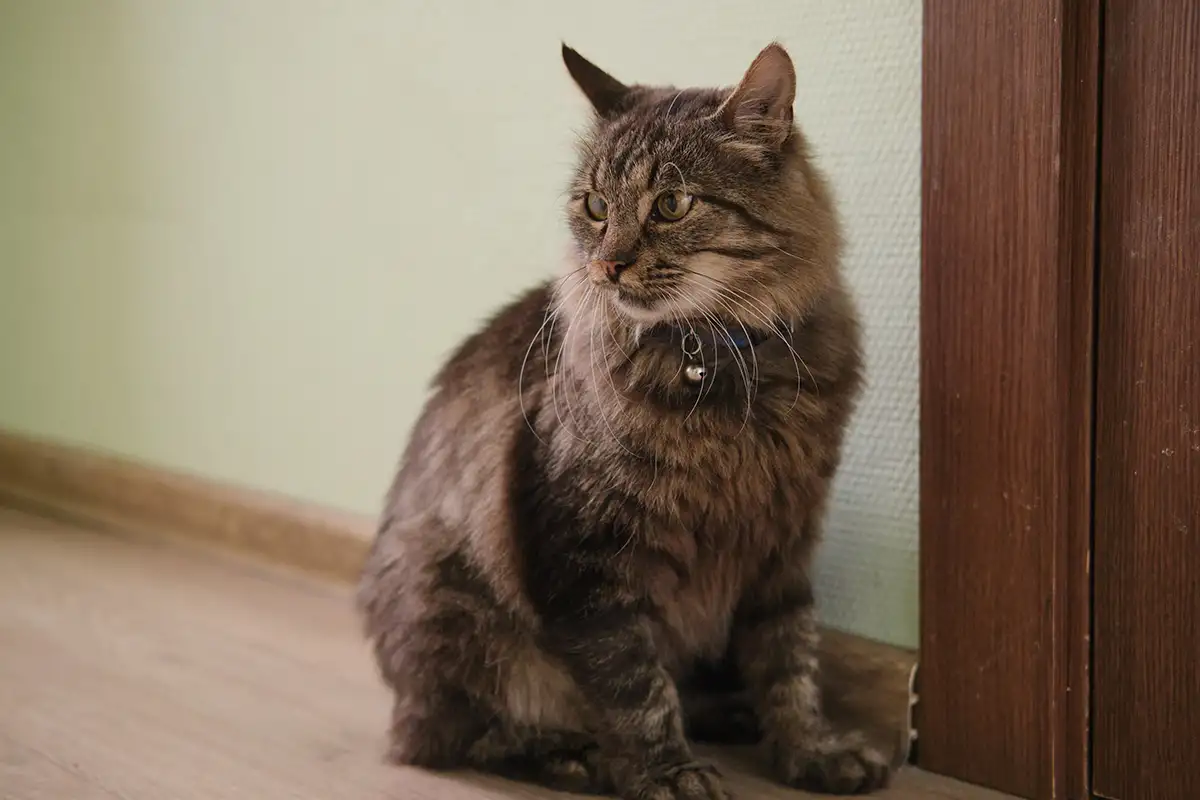Умный молодой кот Шурик в дар, фотография 3