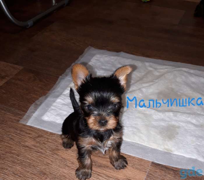 Готовится к продаже мальчишка), фотография 2