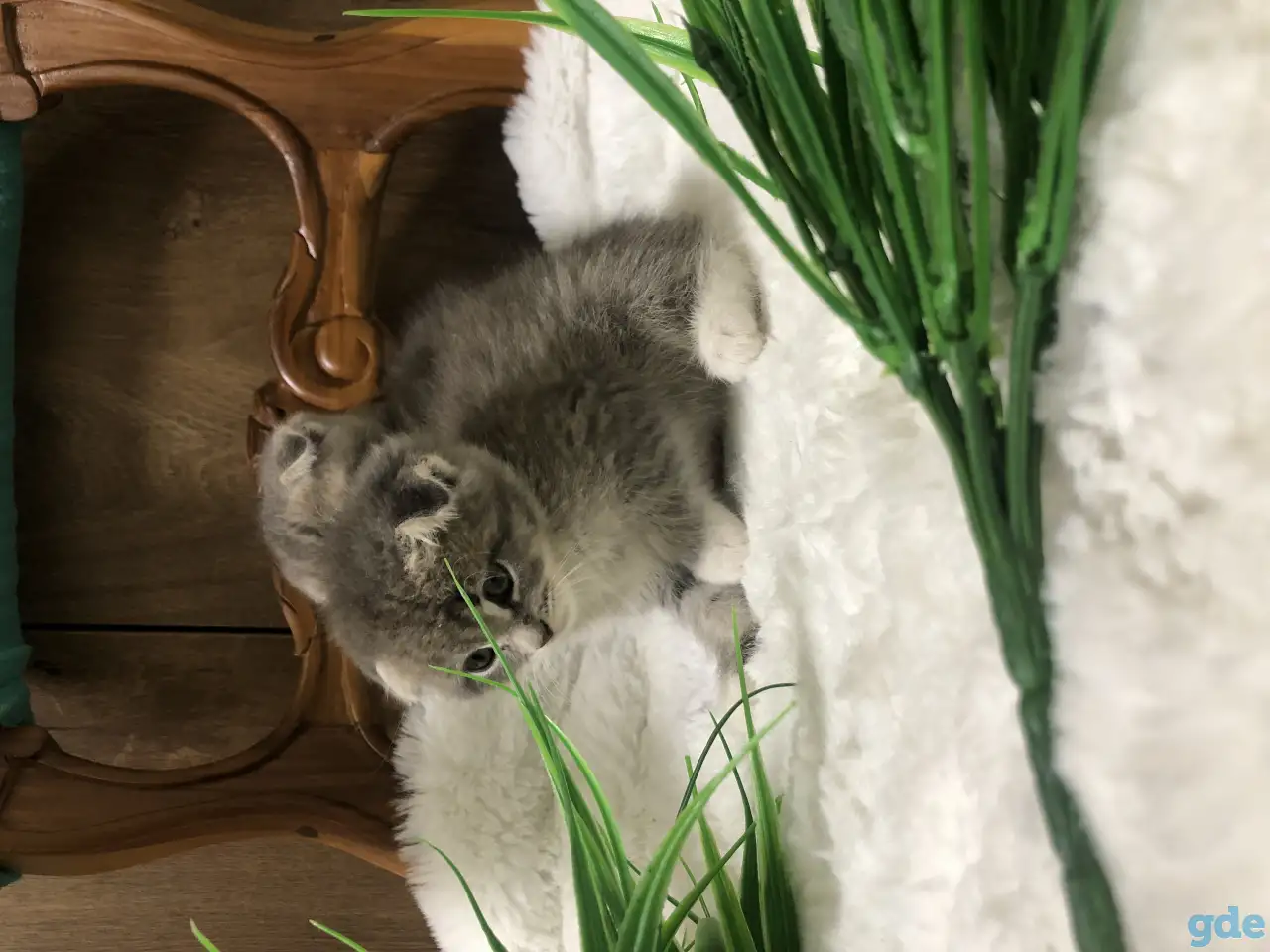 Шотландские вислоухие котята, фотография 2