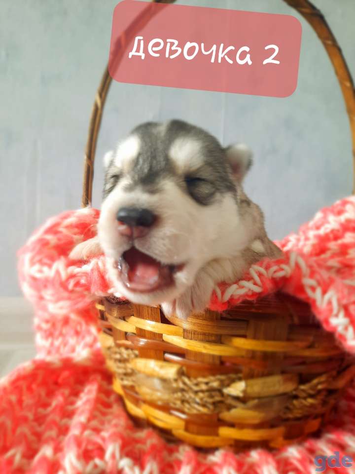 Хаски, фотография 2