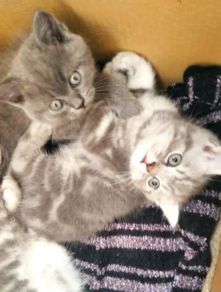 Шотландские котята, фотография 5