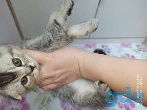 Котята, фотография 5