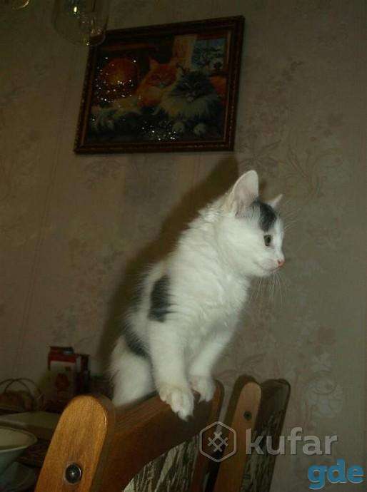 Дарю котенка в добрые руки, фотография 5
