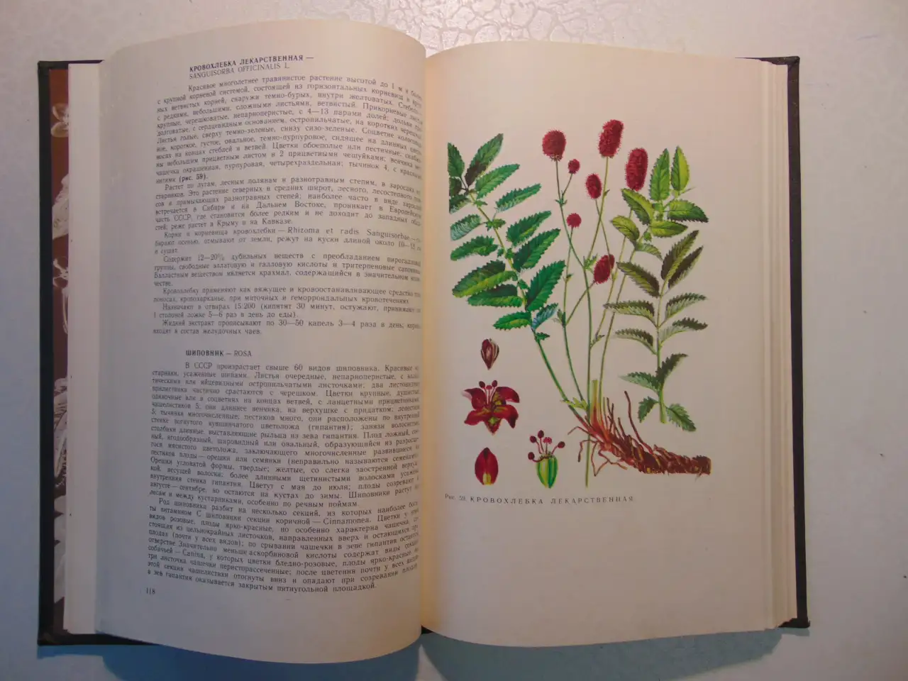 Дикорастущие лекарственные растения СССР..И. Гром, Москва, Медицина, 1976 год, 288 страниц, 153 рисунка., фотография 9