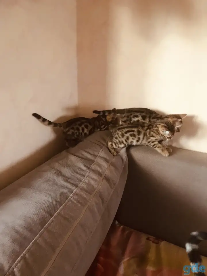Бенгальские котята, фотография 5