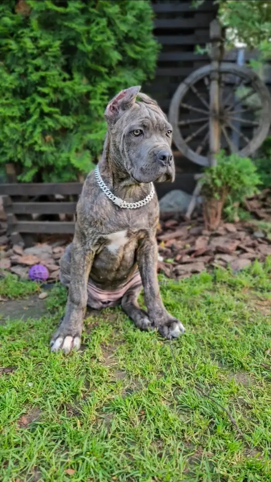 Щенки Кане корсо, фотография 1