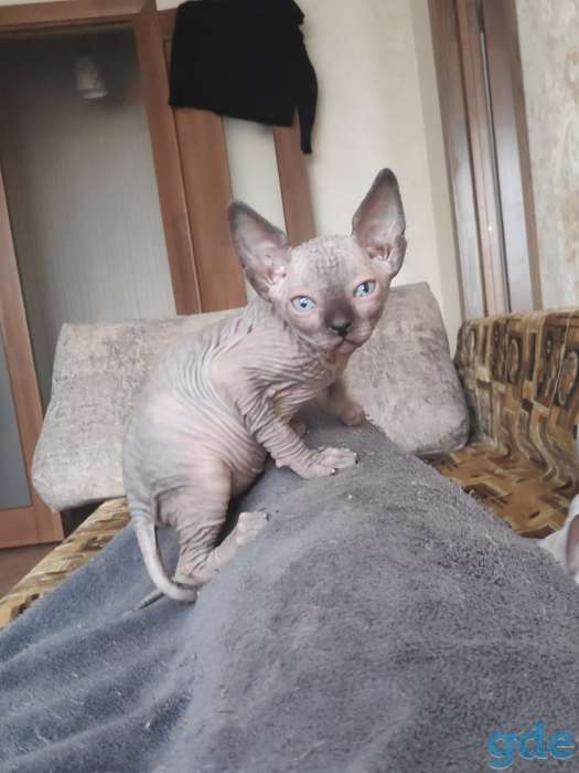 Котята канадского сфинкса, фотография 1