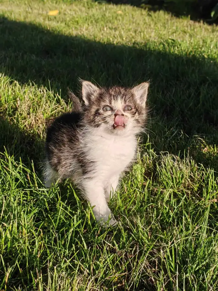 Котята даром, фотография 3