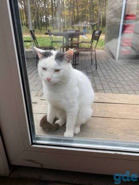 Котик ищет дом, фотография 3
