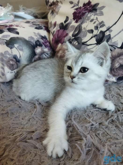 Продам котят, фотография 1