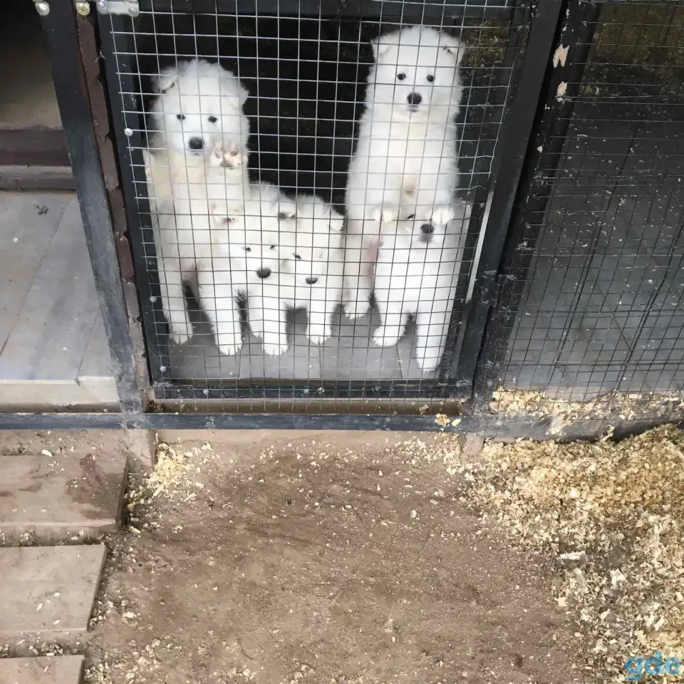 Продам щенков самоедской лайки, фотография 3