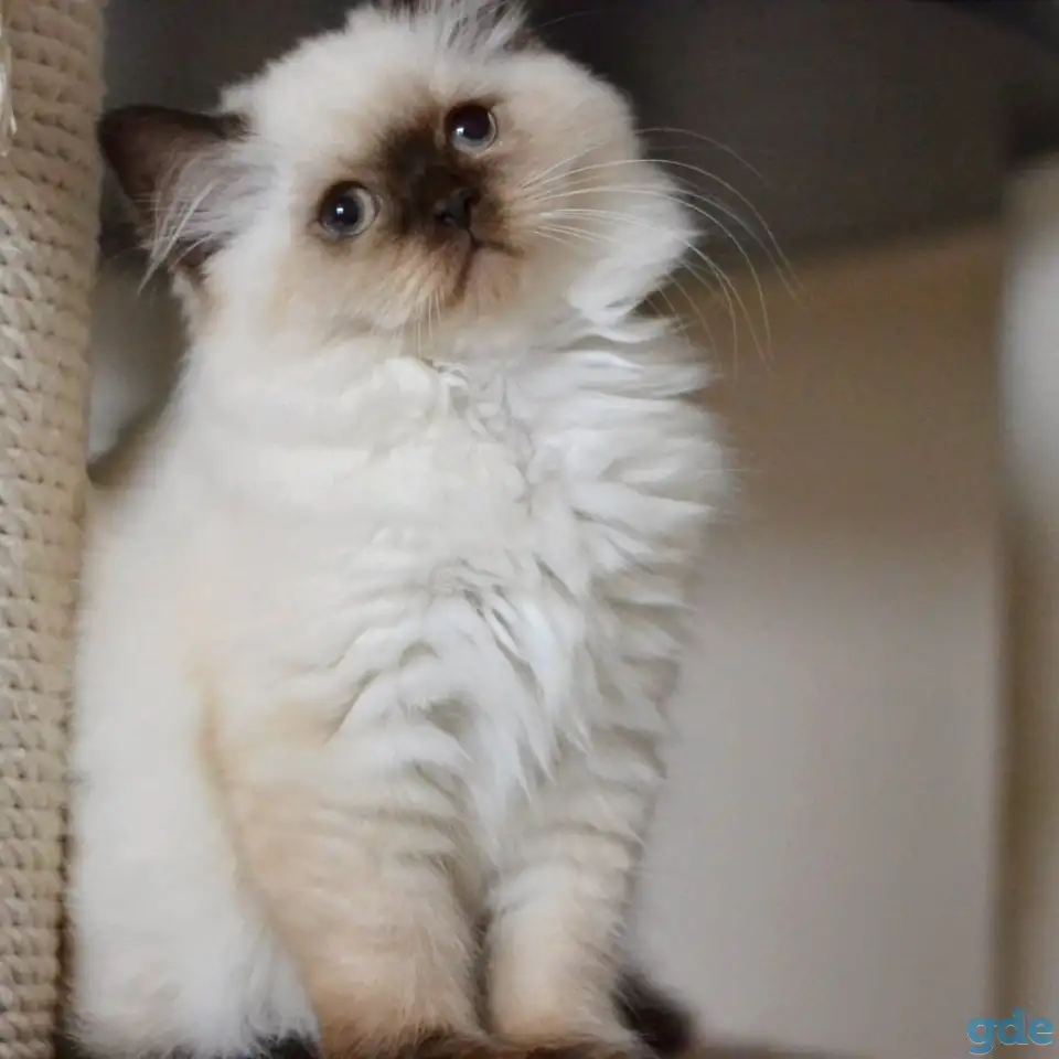 Шотландский котенок Девочка, фотография 4