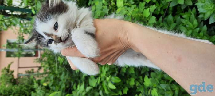 Котята, фотография 3