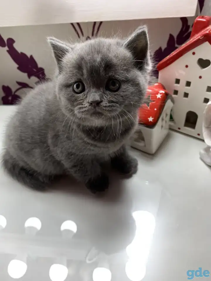 Британские котята., фотография 3