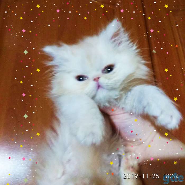Персидские котята. Персы., фотография 7