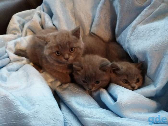 Британские котята, фотография 1