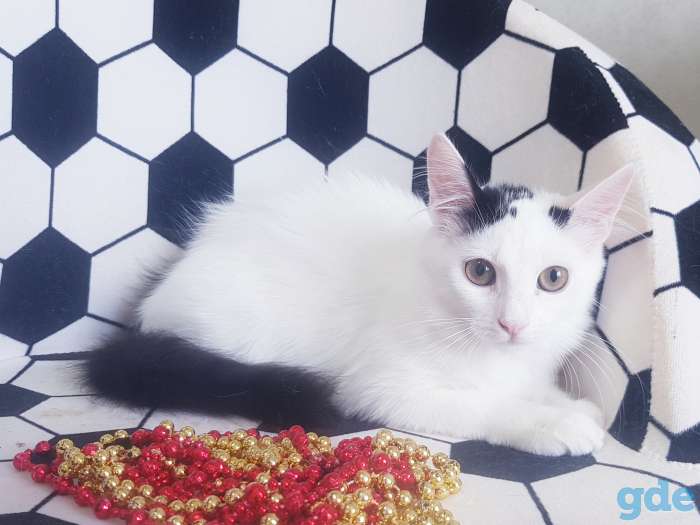 Котята бесплатно., фотография 12
