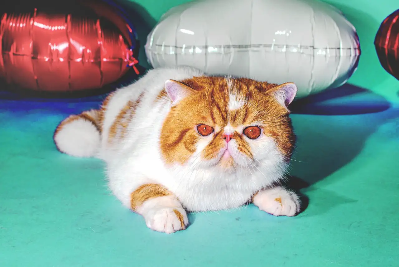 Экзотический кот Гарфилд. Даром., фотография 4