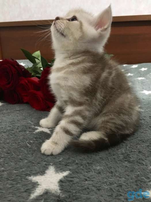 Котята, фотография 2