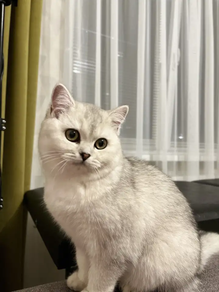 Кошечка, фотография 1