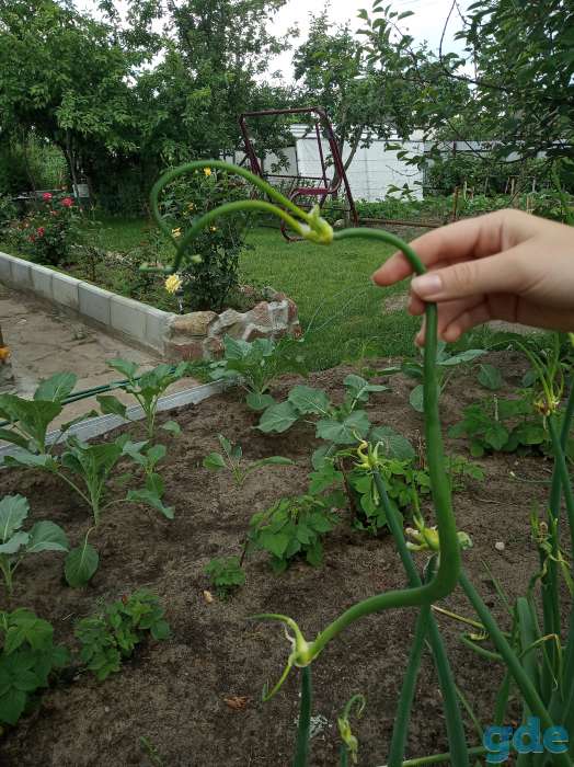 Продам лук многоярусный, фотография 3