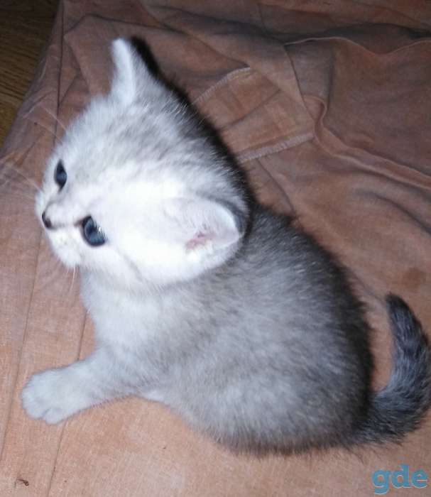 Продать котят, фотография 2