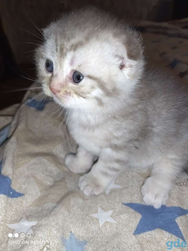 Шотландские котята, фотография 10