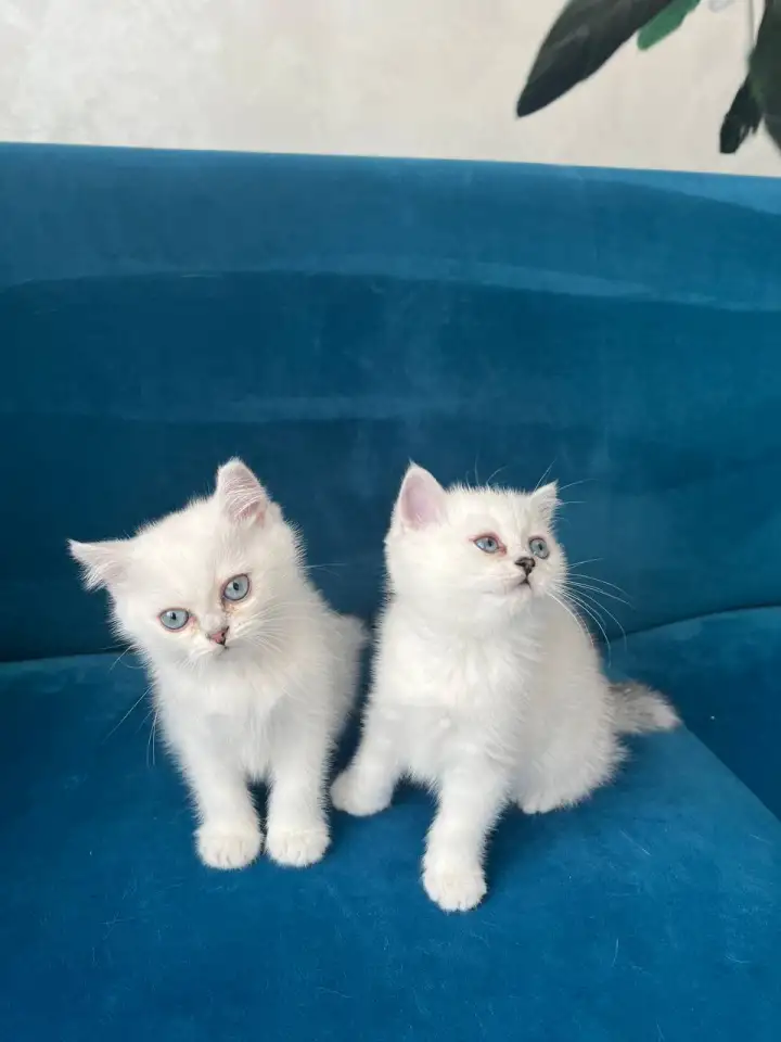 Британские котята, фотография 6