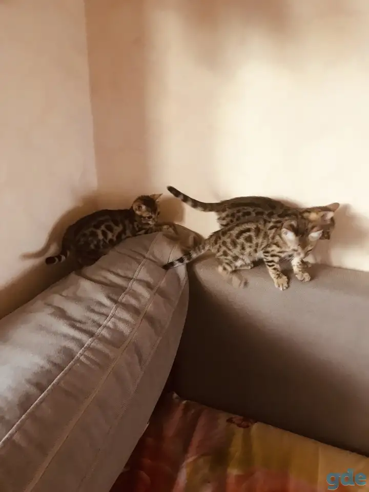 Бенгальские котята, фотография 3