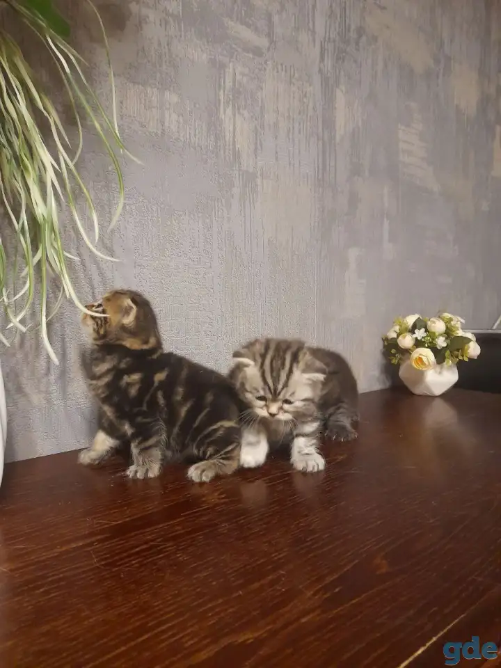 котята шотландские (страйт,фолд), фотография 6