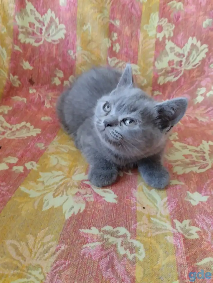 Шотландские котята, фотография 1
