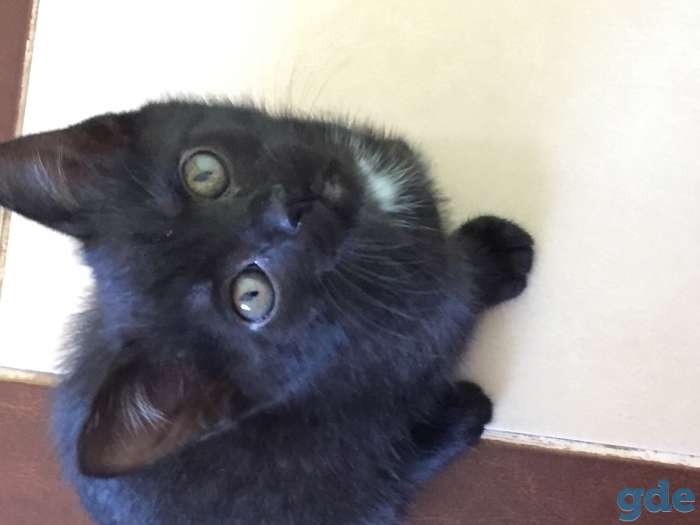 Котёнок в дар, фотография 1