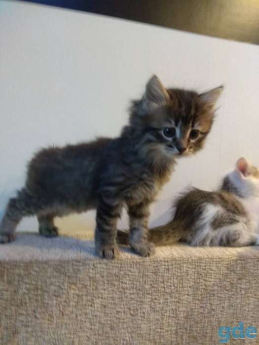 Котята в хорошие руки, фотография 2