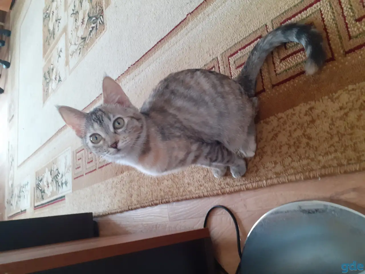 Отдам котят, фотография 1
