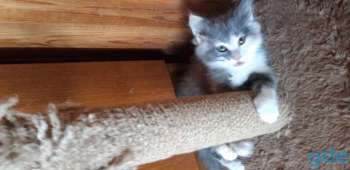 Котята в добрые руки., фотография 3