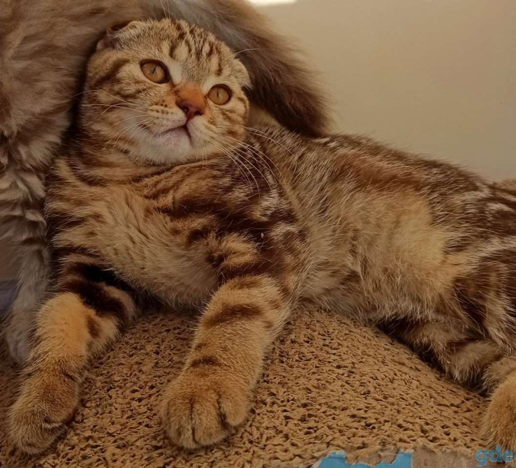 Шотландский котенок Шоколадный мрамор, фотография 3