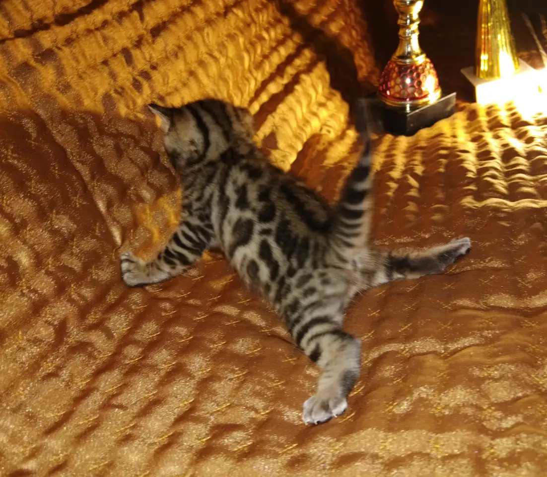Роскошные бенгальские котята, фотография 3