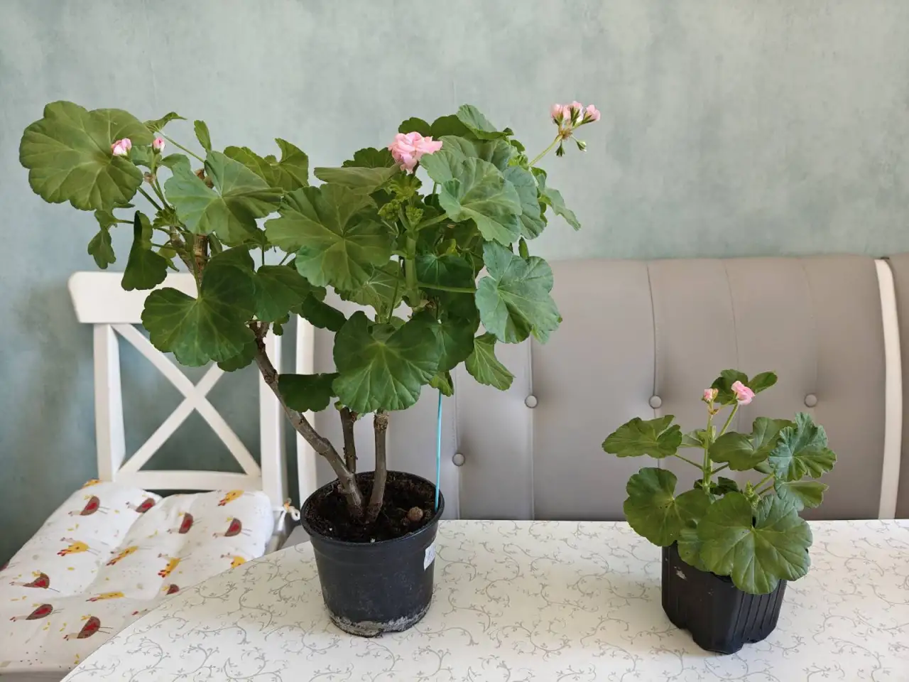 Розебудные цветущие герани Antique Rose - 15 и 22 рублей, фотография 7